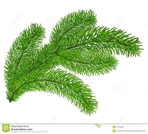 Evergreen Branch Clipart 20 Free Cliparts Download Images On