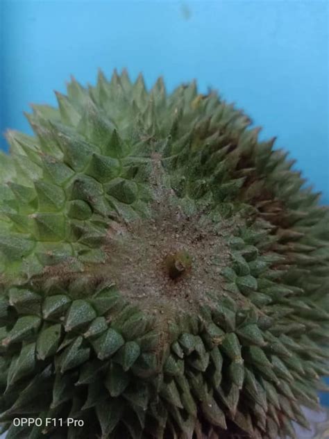 Rasa durian duri hitam sangat manis, legit dan sedikit pahit seperti rasa durian indonesia pada umumnya tetapi rasa pahit ini akan segera hilang dan lumer dimulut ketika durian ini disantap. Berita TV Malaysia: Buah durian Duri Hitam drp benih ...