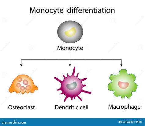 Monocyte Differentiation Dendritic Cell Osteoclast And Macrophage