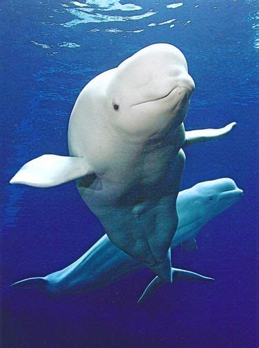 I Have A Serious Soft Spot For Belugas Baby Beluga In The Deep Blue
