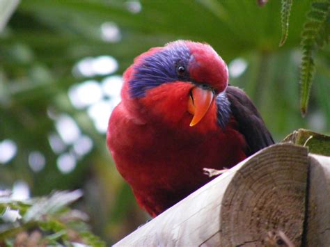 Lory Parrot Bird Tropical 32 Wallpapers Hd Desktop And Mobile