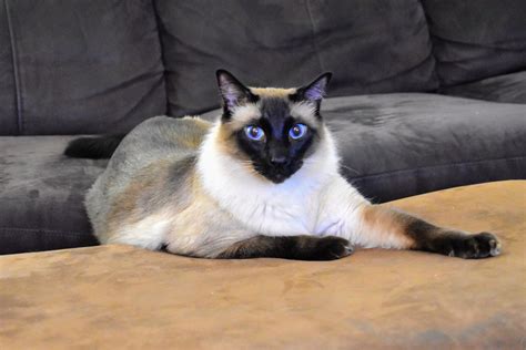 Balinese Cat Mundo Animal Siamese Cats Tabby Feline Breeds