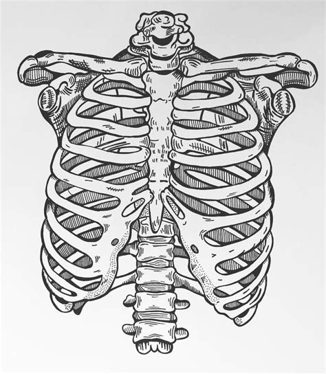 Pendrawing Ribcage 1 Skeleton Anatomy Art Skeleton Drawings