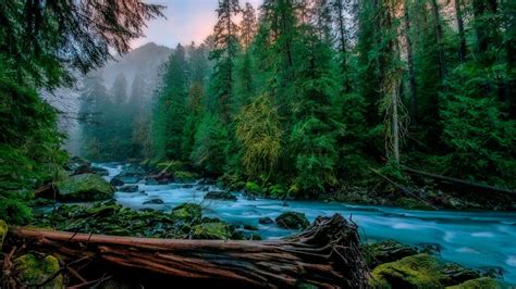Download Wallpaper Forest Tree River Usa Washington The Skykomish