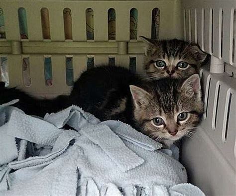 With Heavy Rain Falling Kittens Rescued From Storm Drain Connecticut Post