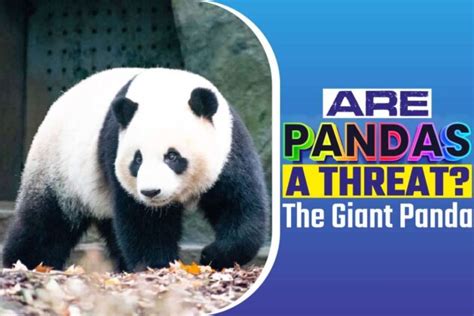 Are Pandas A Threat The Giant Panda Talk Radio News