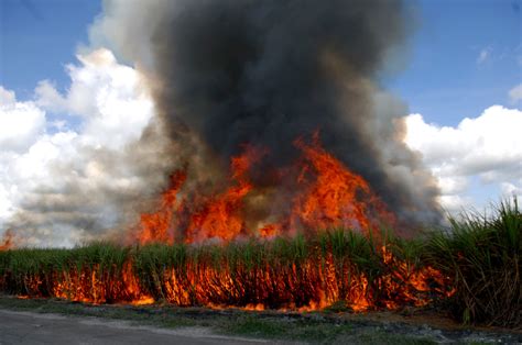 Sugar Cane Harvest Reignites Field Burning Debate Sun Sentinel