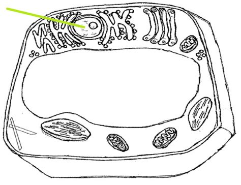 A cell is the smallest unit of life; Parts of a Plant Cell flashcards | Quizlet