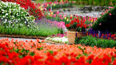 Amazing Flower Garden Wallpapers 1366x768 435283