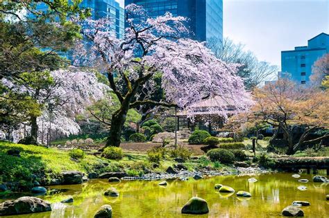 10 Best Cherry Blossom Spots In Tokyo Where To See Cherry Blossoms In