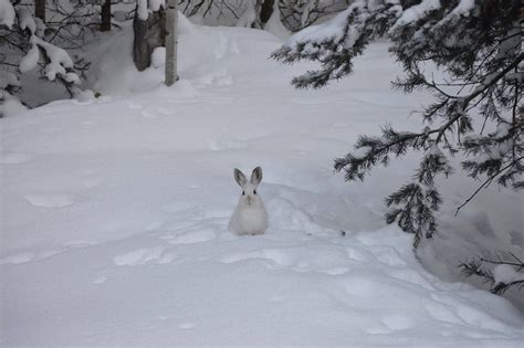 The Original Snow Bunny Snow Bunnies Ski Fashion Snow