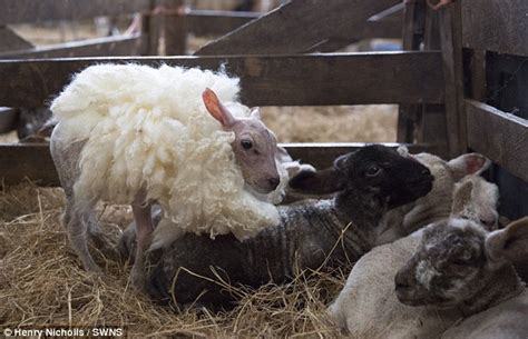 Tiny Lamb Born Completely Bald Is Given A Handmade Fleece And Designer Jackets Daily Mail Online