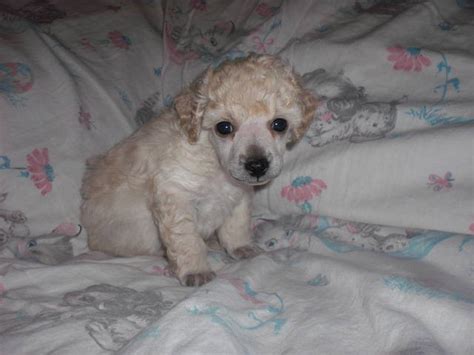 Beautiful Toy Poodle Puppies For Sale Adoption From Wichita Falls Texas