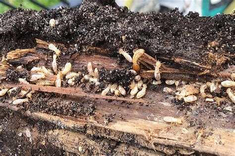 The struggle against these pests is long. DIY Termite Control Treatment Do it yourself. DIY White Ant Treatment