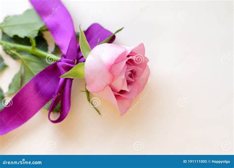 Pink Tender Flower Of Rose Stock Image Image Of Copy 191111005