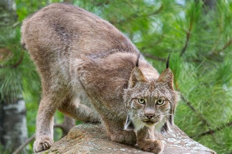 Top 182 Animal That Looks Like A Lynx