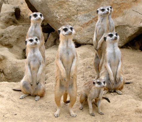 Meerkat Facts Size Habitat Pictures