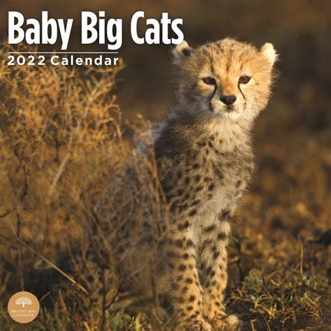 Wild Cat Calendars ~ Big Cat Calendars ~ Tigers ~ Lions ~ 2023