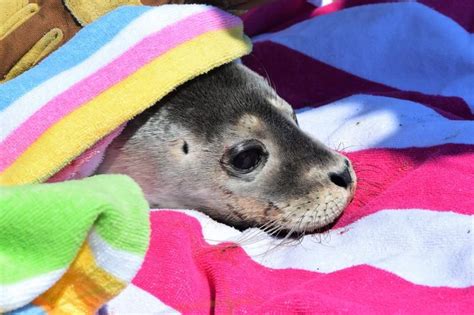 Seacoast Marine Mammal Rescue Team On Pace For Record Year Of Activity