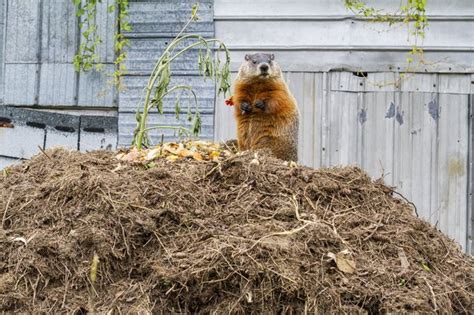 How to deter groundhogs from garden. How to Get Rid of Groundhogs (Woodchucks) | Hunker