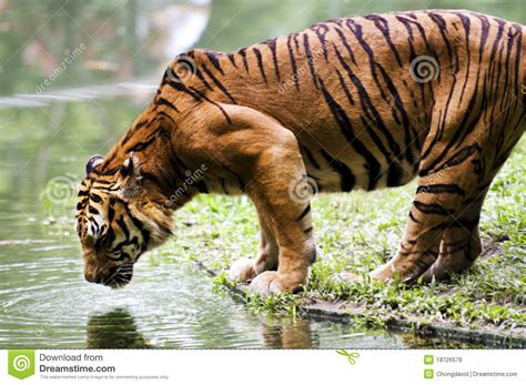 Tiger Drinking Water Stock Photo Image Of Majestic