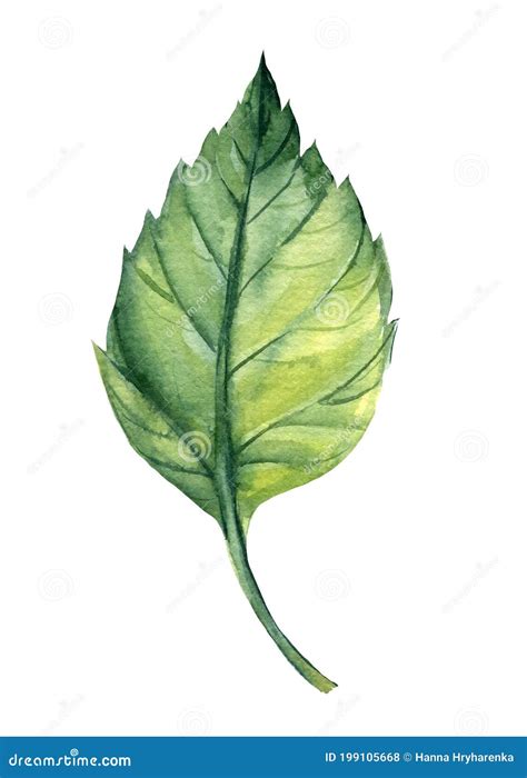 Green Leaf Isolated On White Background Watercolor Botanical