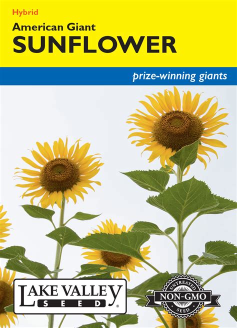 Sunflower American Giant Yellow Hybrid Item 1982 Lake Valley Seed