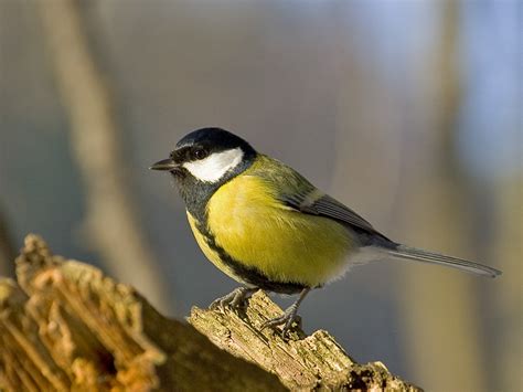 The Great Tit Bird Is Less Attractive Due To Exposure To Heavy Metals