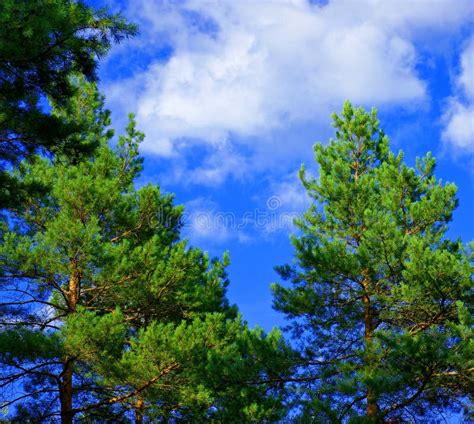 Tall Pines On A Sunny Day Stock Photo Image Of High 136590388