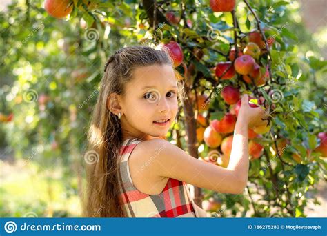 Beautiful Girl Harvests Apples Apple Orchard Stock Photo Image Of