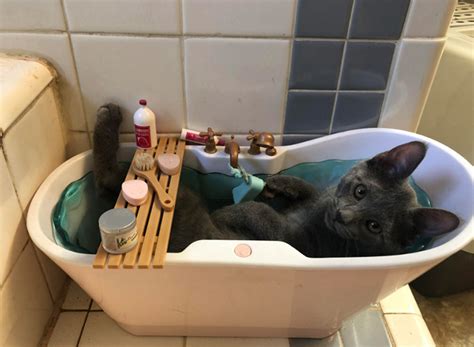 Kitten Enjoys Spa Day In Toy Bathtub