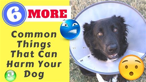 6 More Common Things That Can Hurt Your Dog Youtube