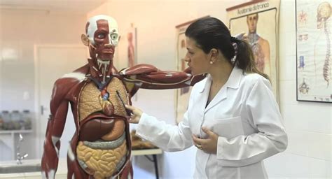 Curso Gr Tis De Anatomia E Fisiologia Humana Cursos Abeline