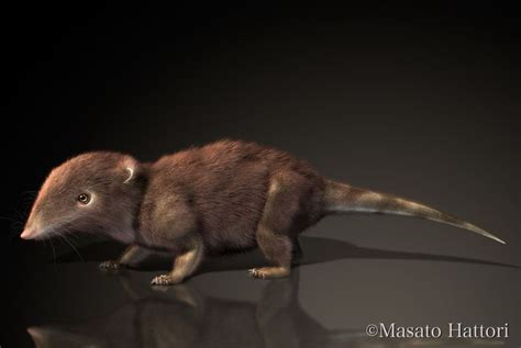 Eozostrodon Triassic エオゾストロドン Eozostrodon三畳紀 01mの食虫性の