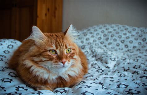 Orange Tabby Cat Cat Fluffy Muzzle Hd Wallpaper Wallpaper Flare