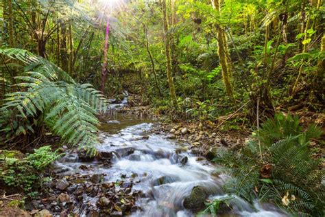Creek In Jungle Stock Photo Image Of Forest Landscape 108430364