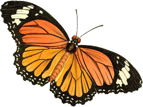 Free Vintage Butterfly