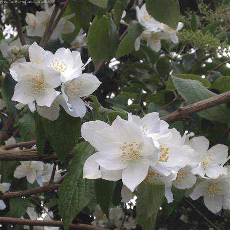 Margrethe Larsen Texas White Flowering Trees Identification Tree