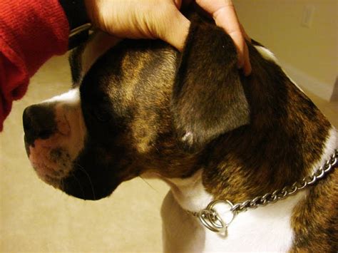 I have, on rare occasions where the ears were very low, started older puppies with step 1 and achieved varied degrees of success. Boxer Dog Stories: Dog Ear Piercing