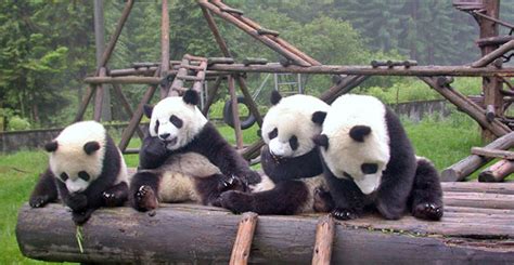 Aw Ve El Trailer Del Documental En Imax Sobre Pandas Bebé
