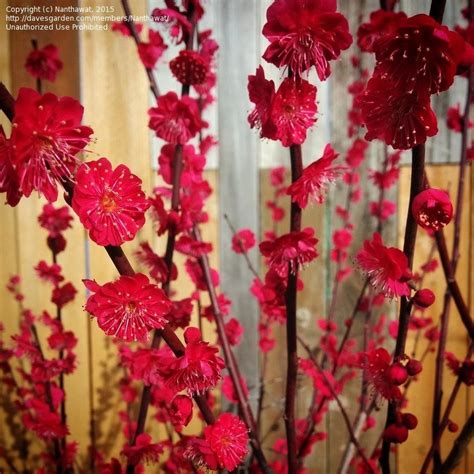 This large, rugged tree has bright green, lobed leaves and produces small green acorns. PlantFiles Pictures: Japanese Flowering Apricot 'Matsubara ...