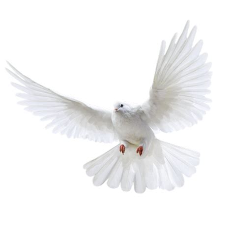 Pigeon Png Transparent Image Download Size 1024x1024px