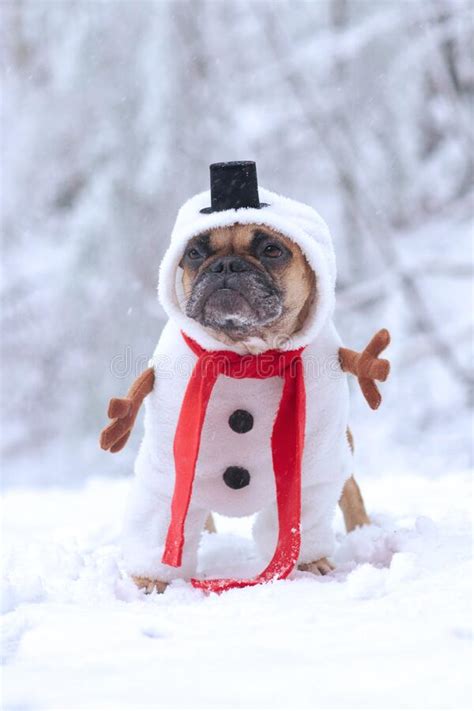French Bulldog Dog Dressed Up With Funny Snowman Full Body Suit Costume