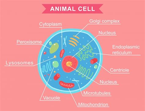 Premium Vector Diagram Of Animal Cell Anatomy