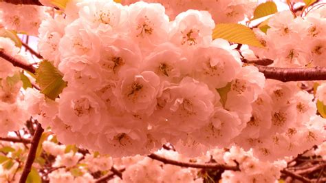 Cherry Blossom Tree Free Stock Photo Public Domain Pictures