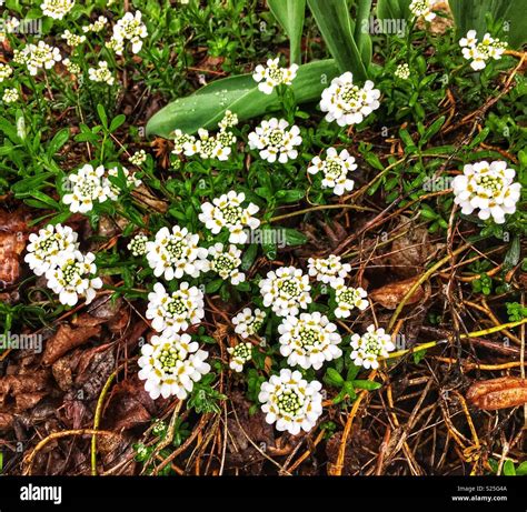Clusters Of Tiny White Spring Flowers White Candytufts Stock Photo Alamy