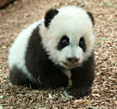 Giant Panda Cubs Learn To Walk