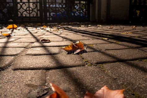 Fallen Autumn Maple Leaves On Paving Slabs At Sunset Long Shadows From