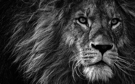 Black Lion Wallpaper 44561 - Baltana