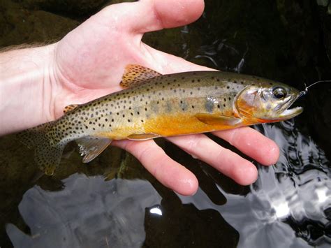 Native Trout Fly Fishing The Annual Trip To The Creek